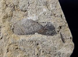 Fruchtkapsel Acer sp. (geflgelter Samen) - Bild © FossNet FossilienStore